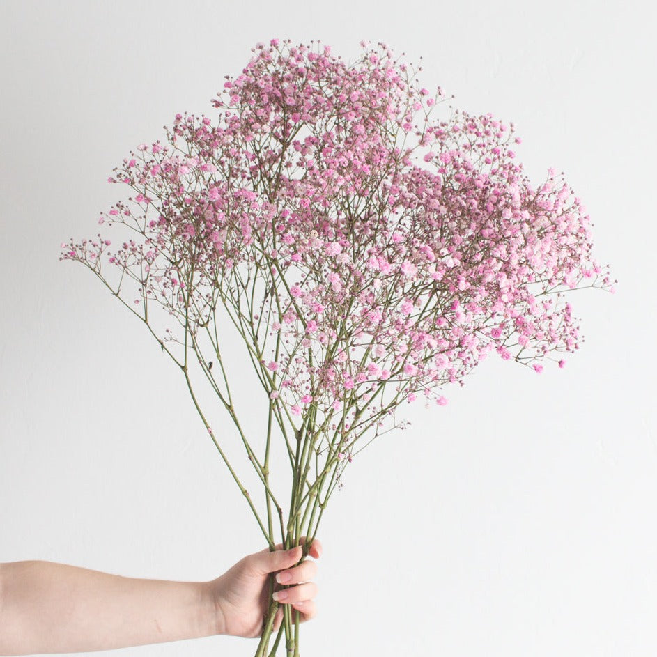 Blush Dried Baby's Breath – Flower Moxie Supply