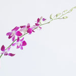 bulk pink dendrobium orchid