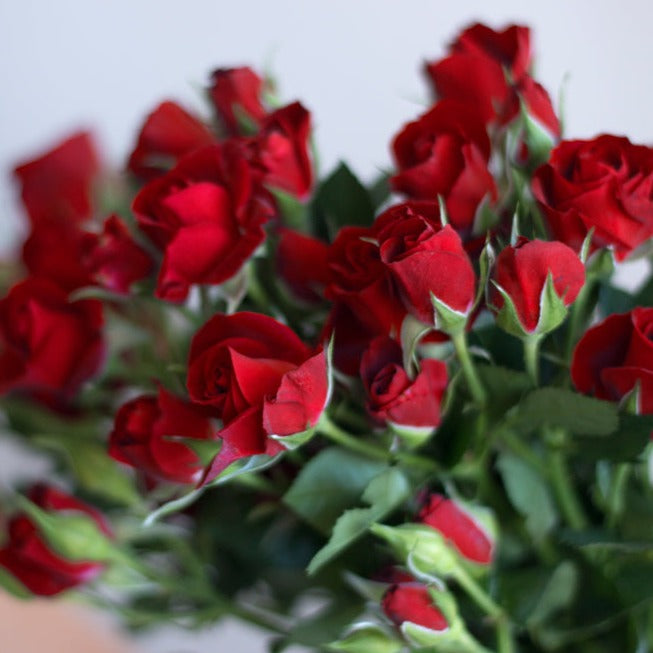 bulk red spray roses