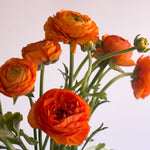 orange ranunculus flower