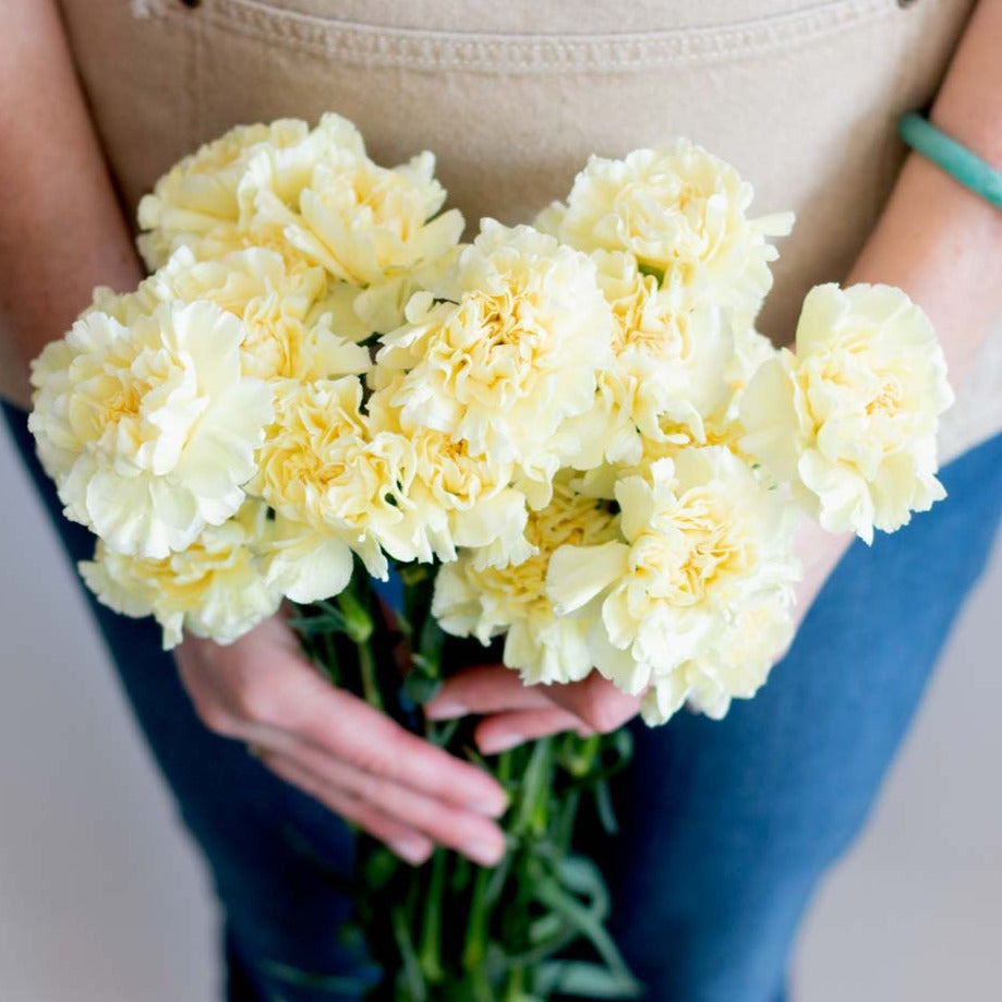 bulk yellow carnations