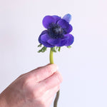 bulk blue indigo anemone flowers