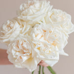 bulk white o'hara garden roses