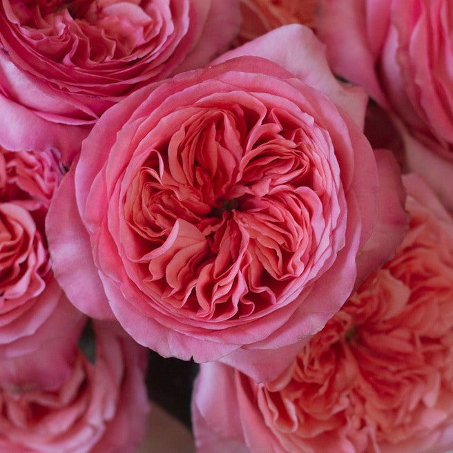 bulk pink xpression garden roses