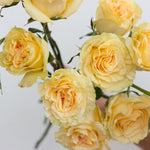 bulk yellow garden roses