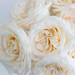 bulk white garden roses
