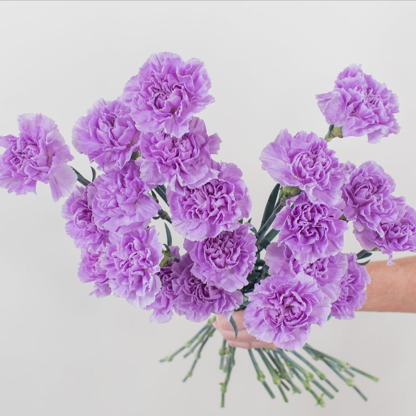 Lavender to medium purple