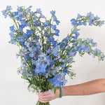 light blue delphinium flower