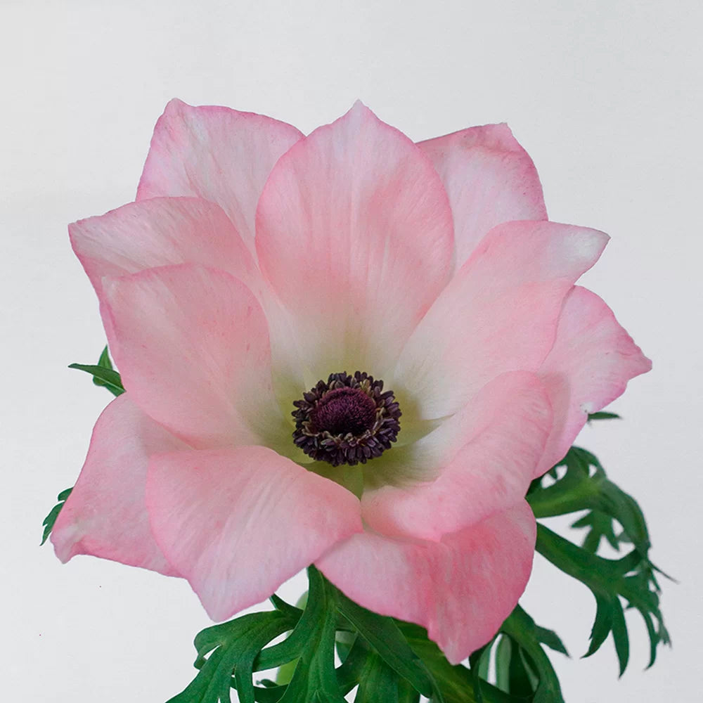 bulk light pink anemone