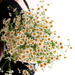 bulk feverfew chamomile flower