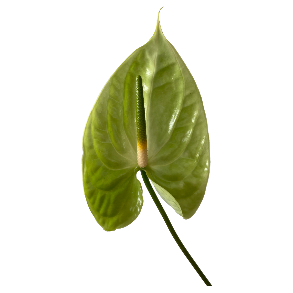 midori green anthurium