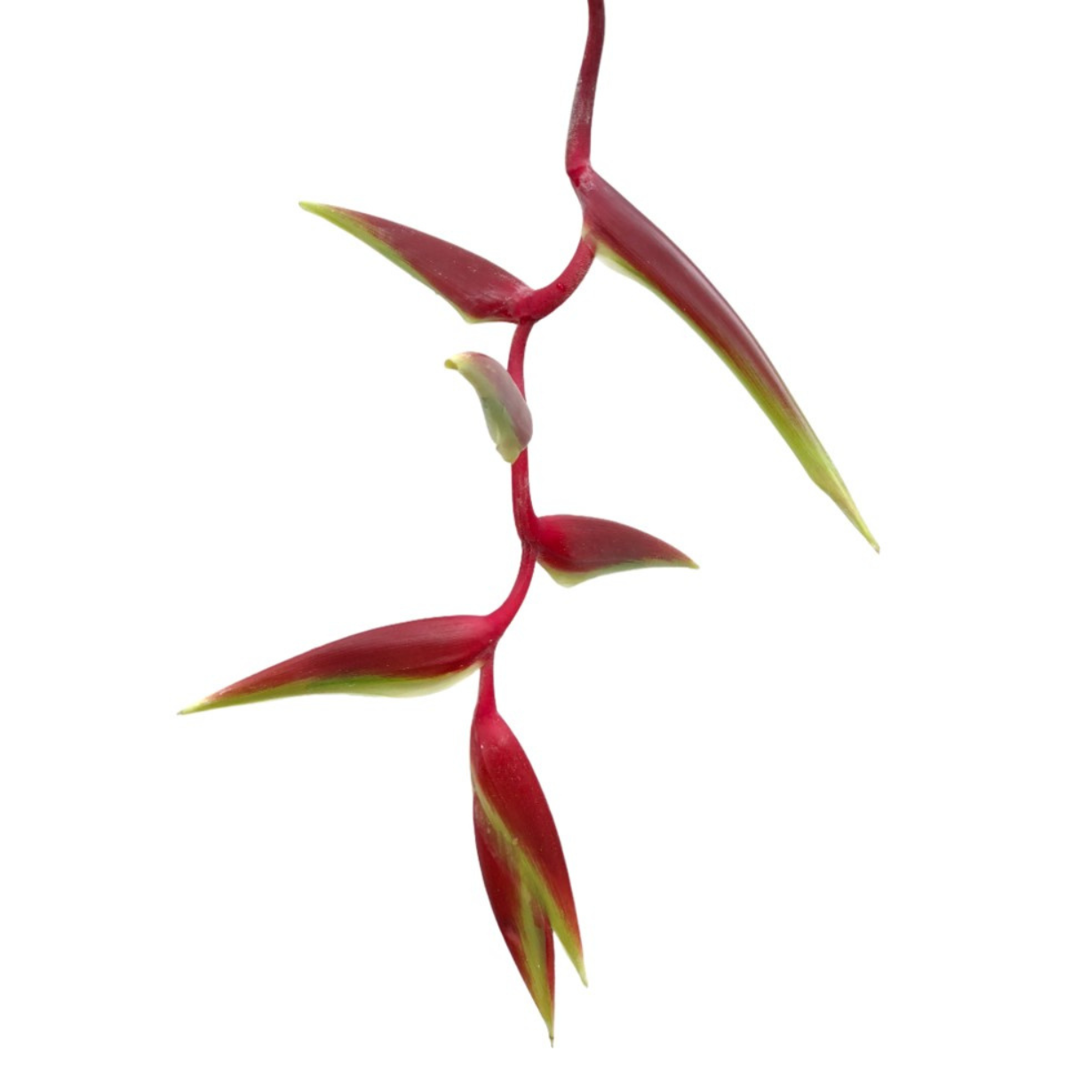 red hanging heliconia tropical flowers