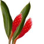 bulk red ginger tropical flowers