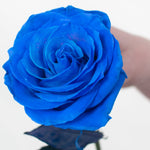 bulk blue rose