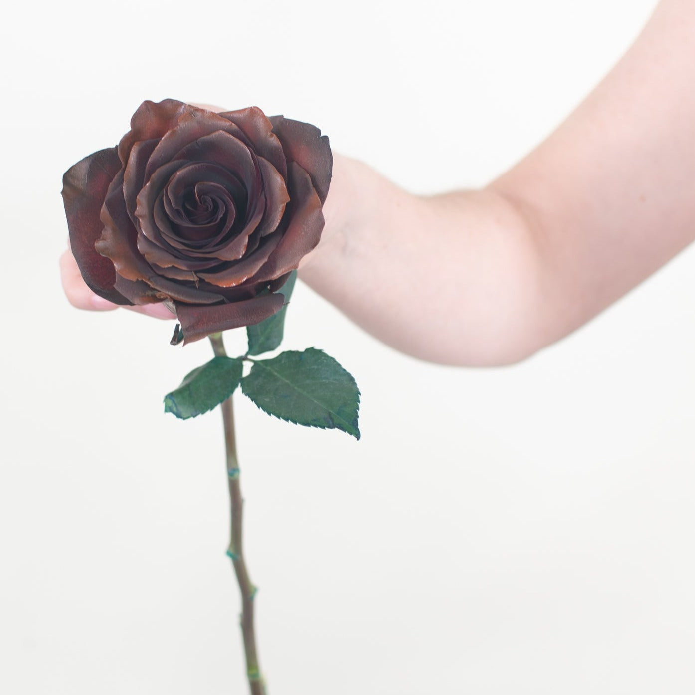 bulk brown rose
