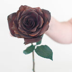 bulk brown rose