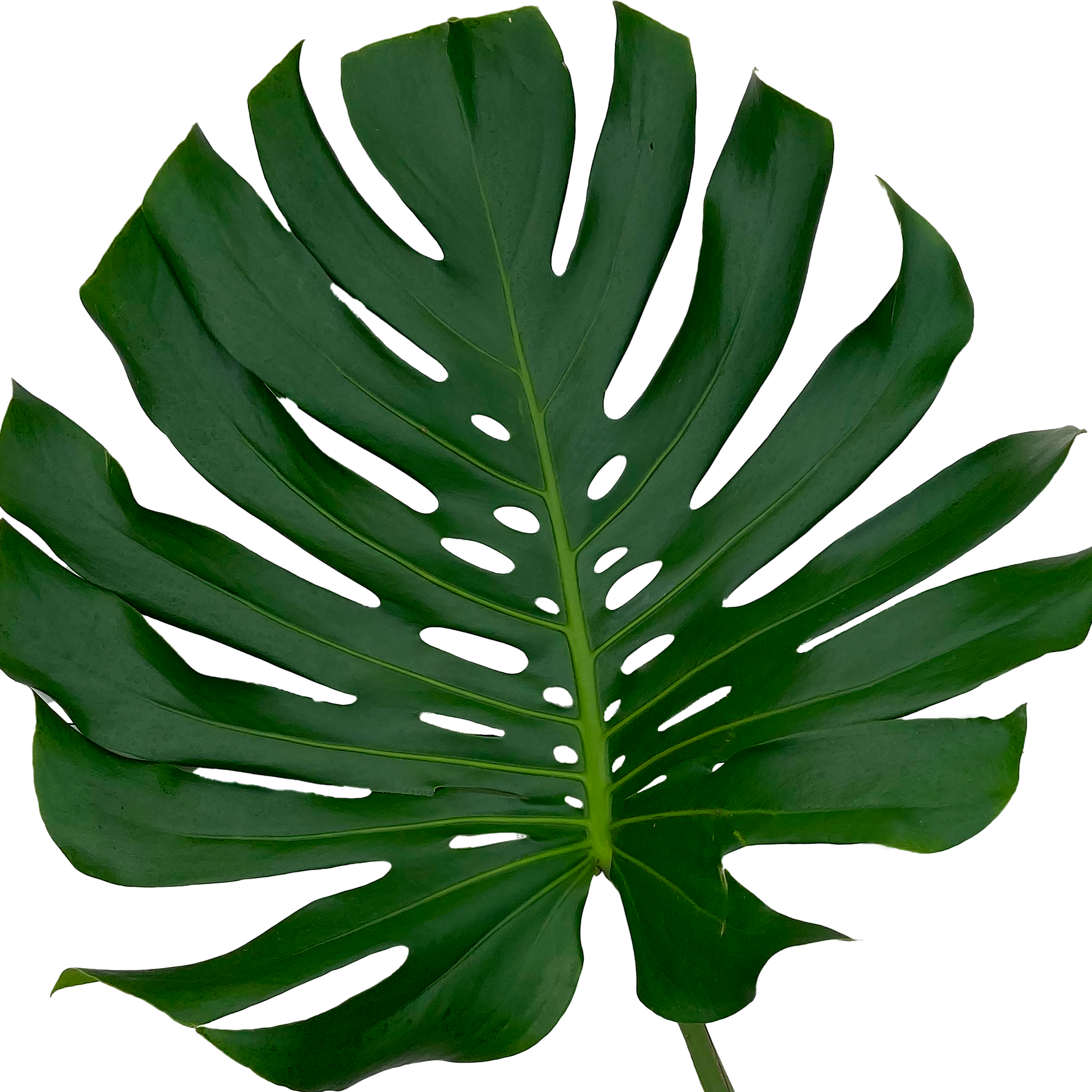 bulk monstera leaves