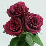 bulk burgundy roses