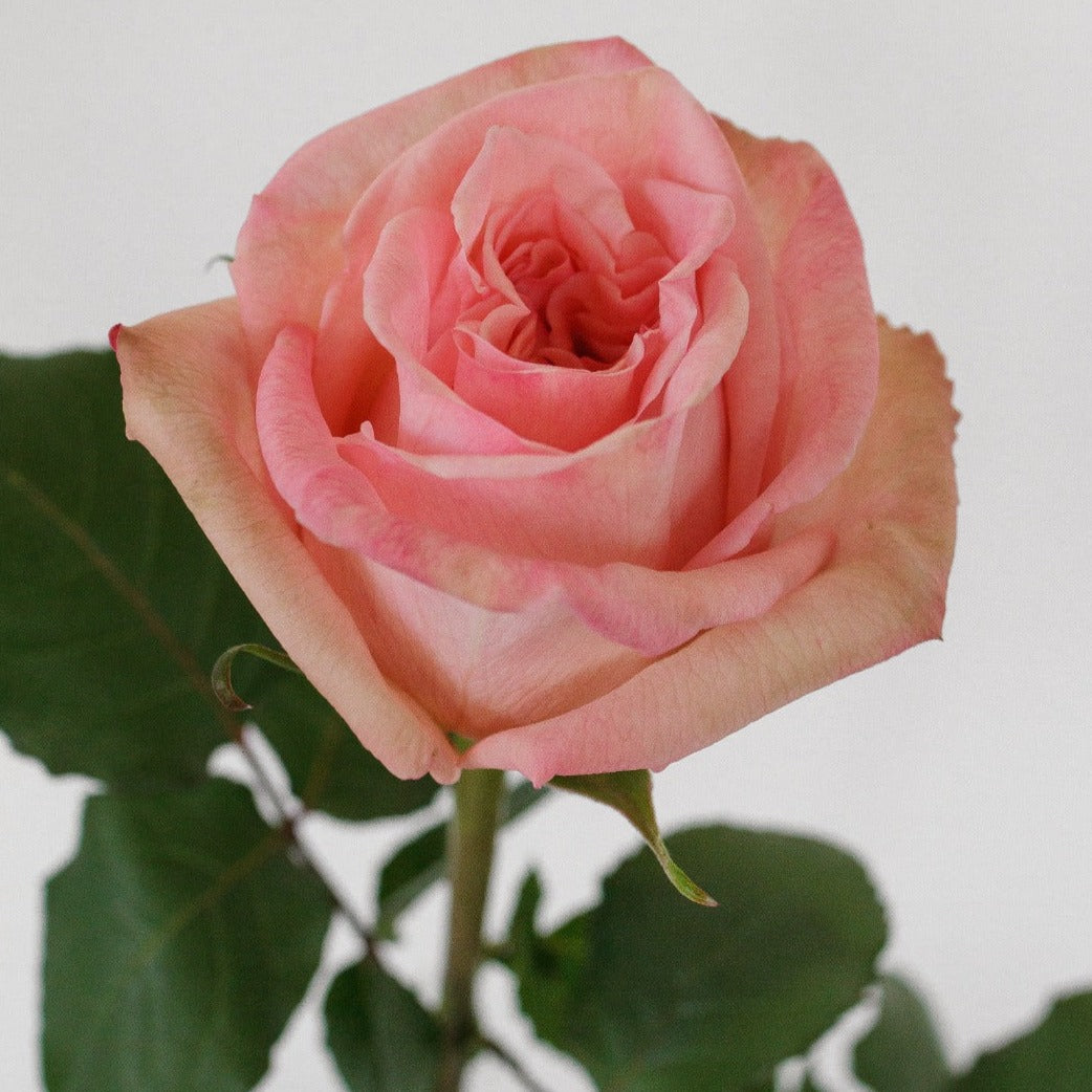 bulk pink ohara scented garden rose