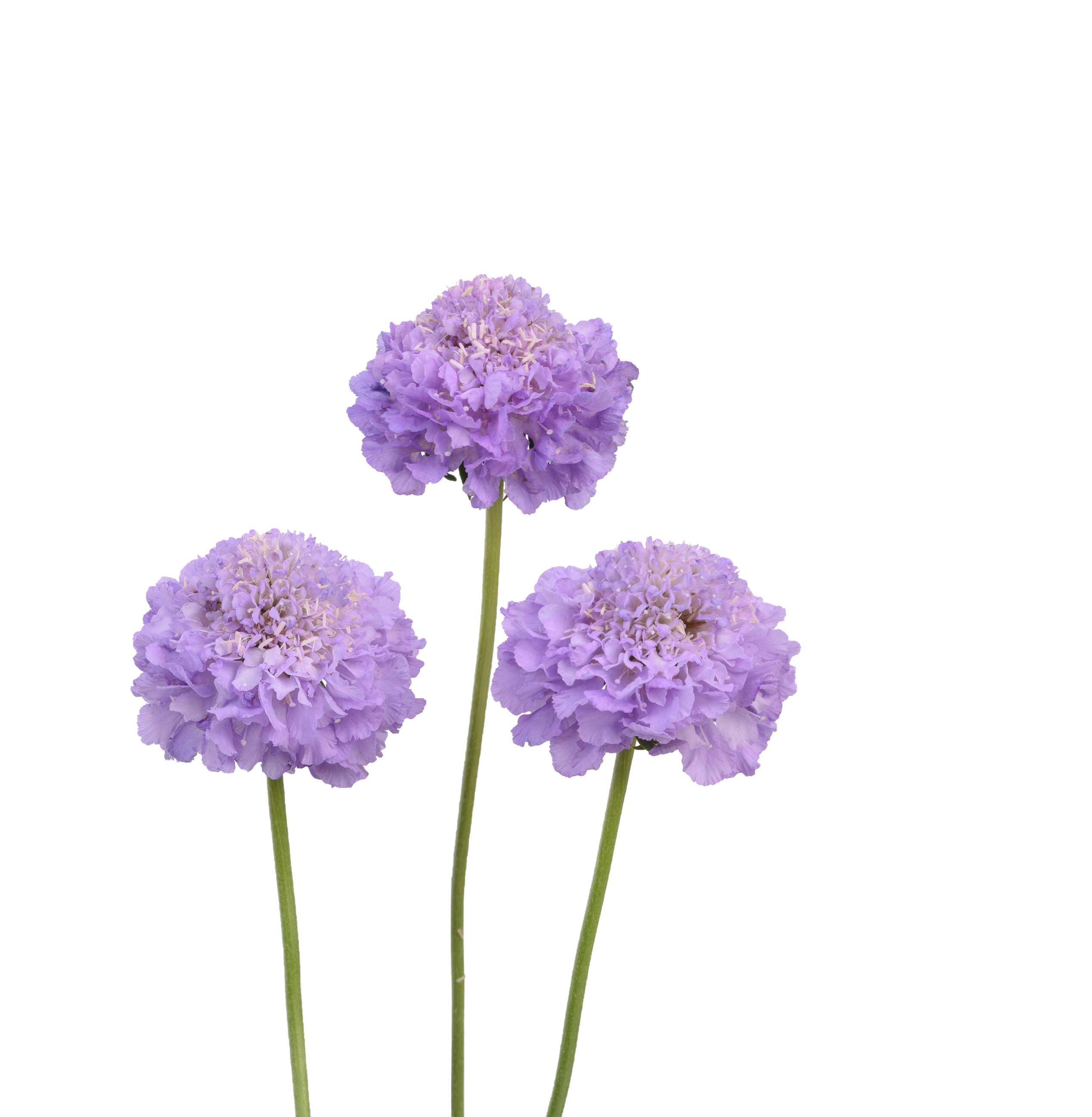 bulk lavender scabiosa