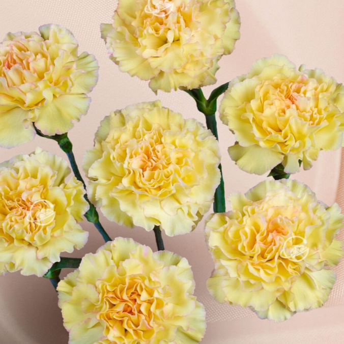 yellow mini carnation flower
