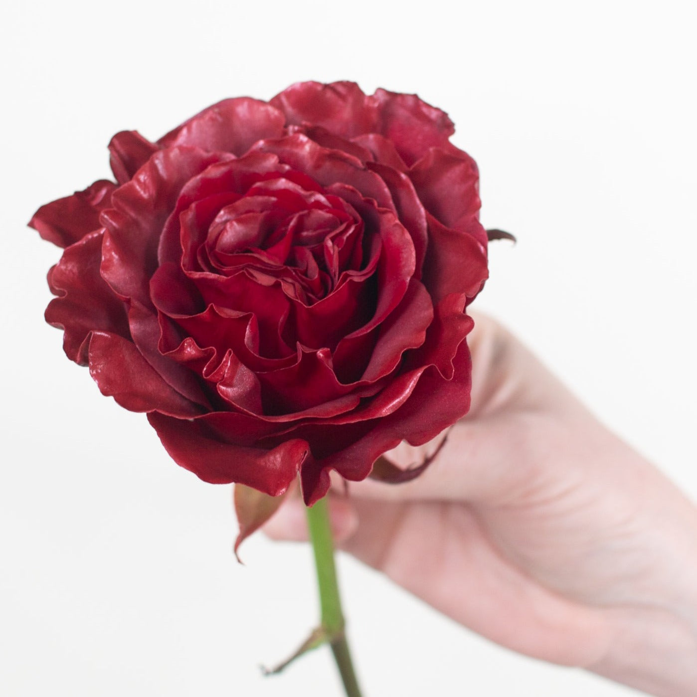 bulk red rose