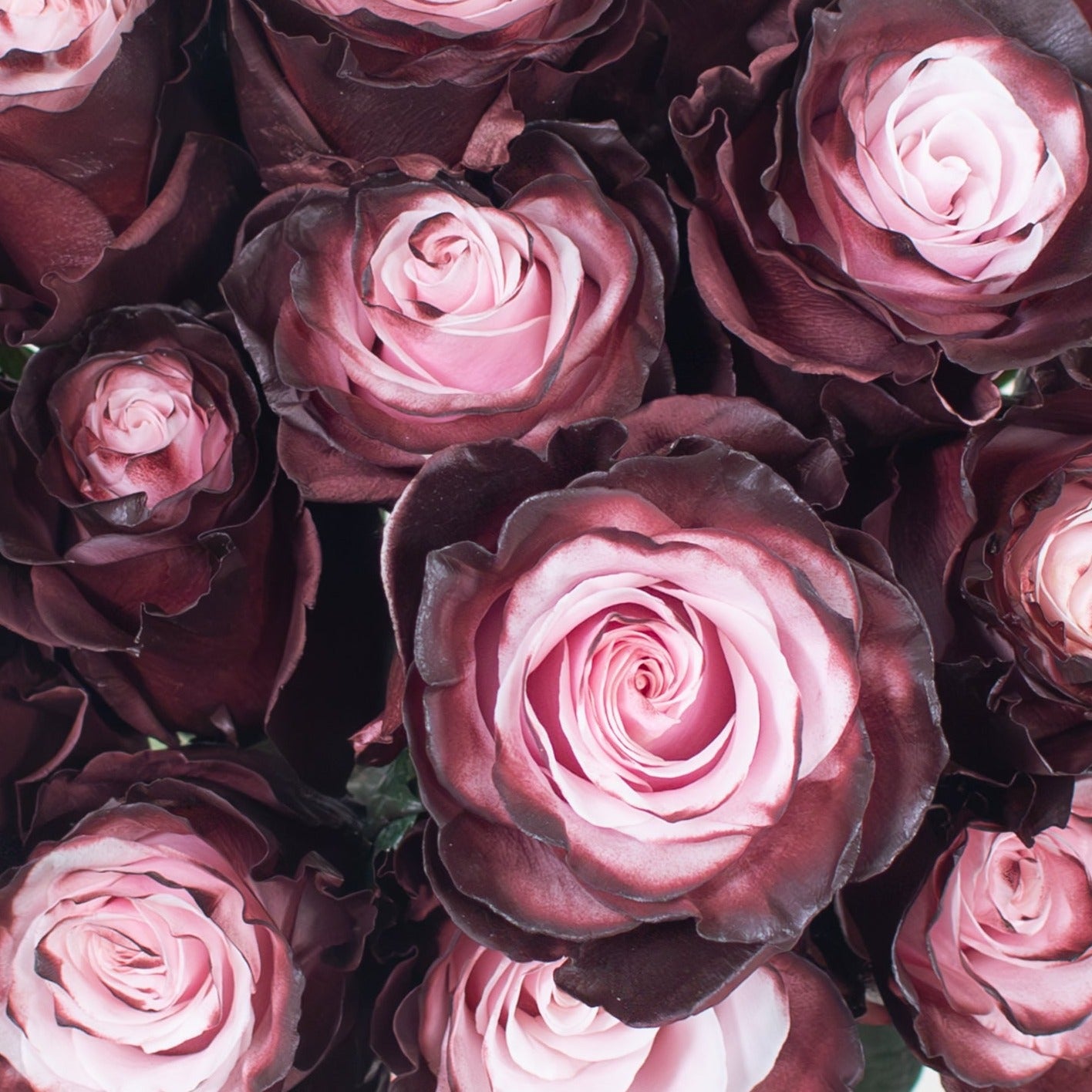 bulk burgundy blush novelty rose