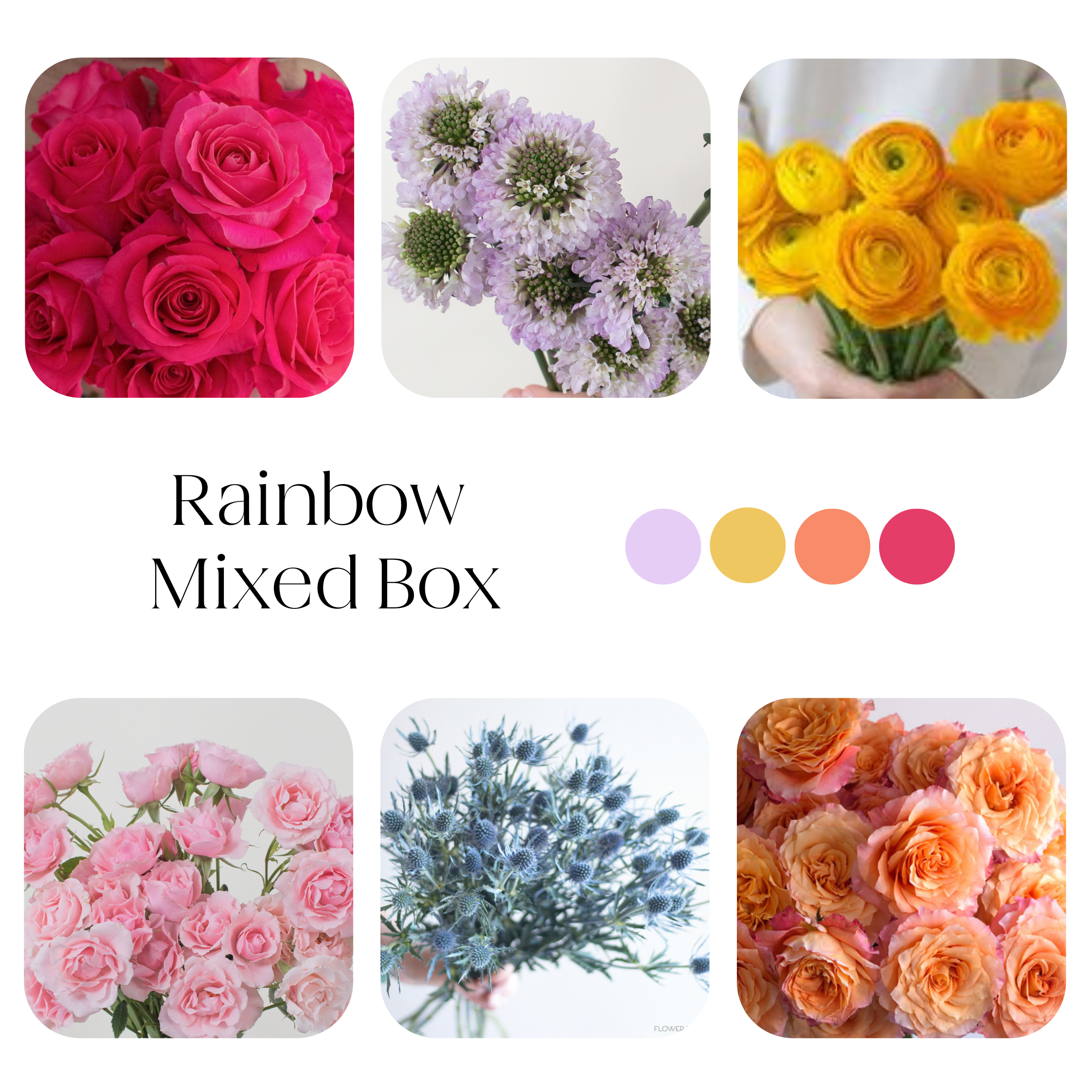 rainbow colored mixed flower box