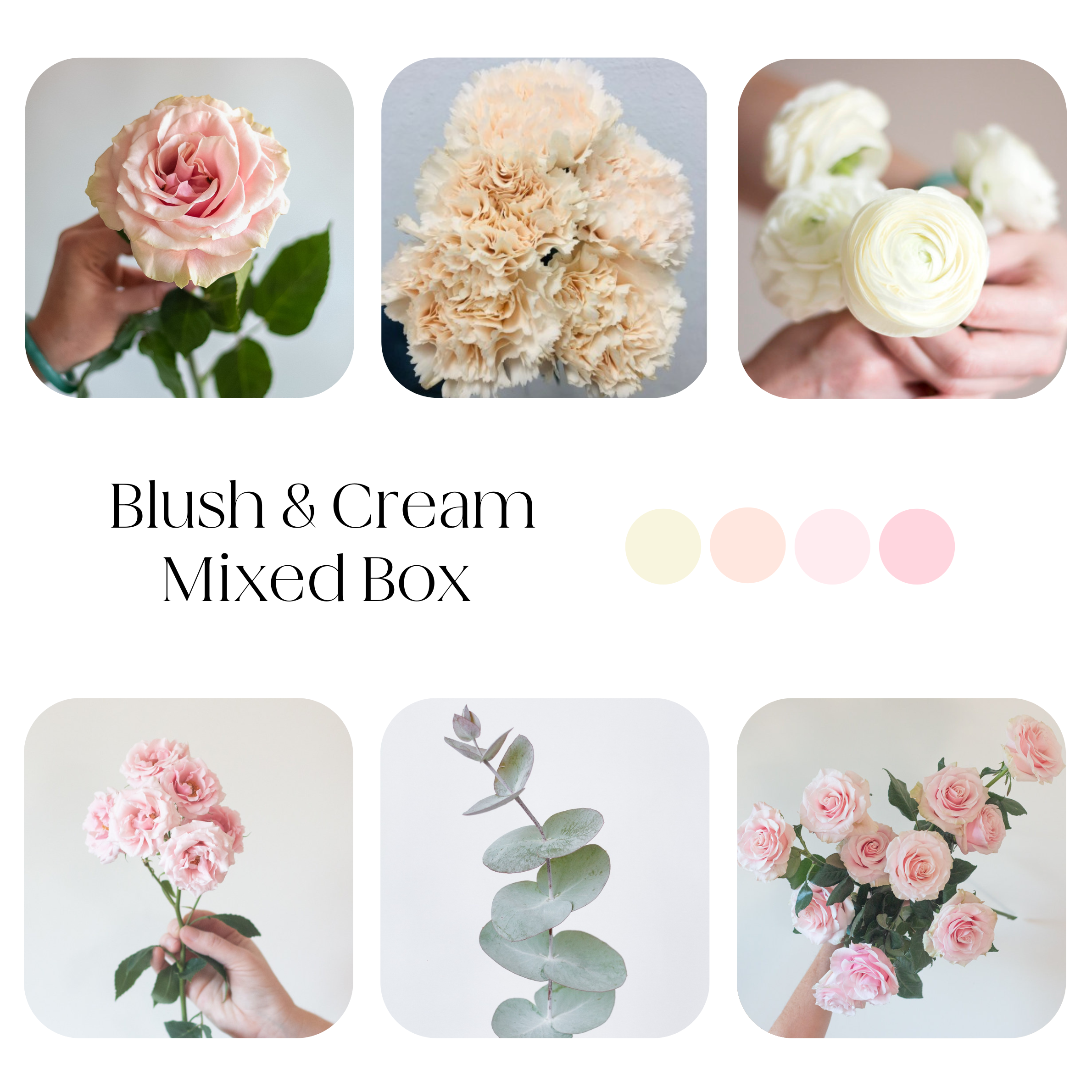 blush and cream mixed diy flower kit