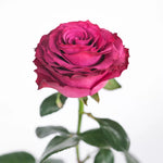 bulk burgundy roses