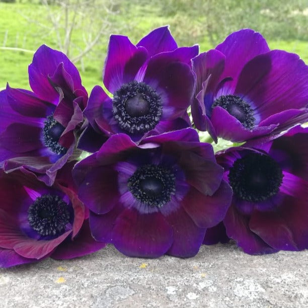 bulk dark purple anemone