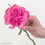 Bulk Pinky Purple Garden Rose Bouquets