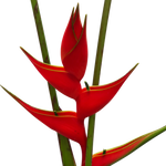 bulk red iris heliconia