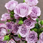 bulk lavender spray roses