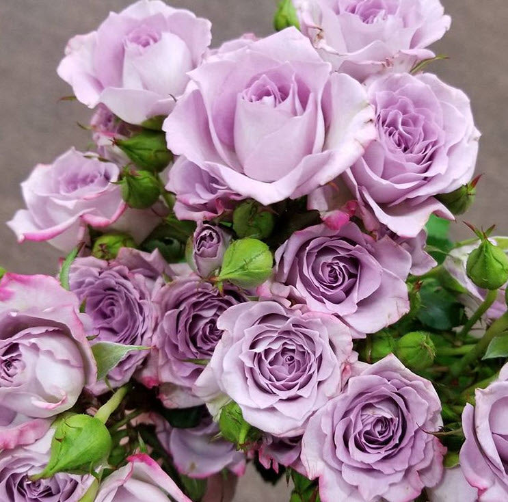 bulk lavender spray roses