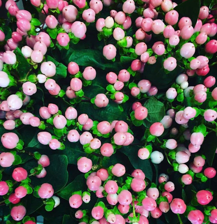 pink hypericum berries