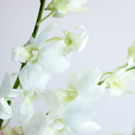 bulk white dendrobium orchid