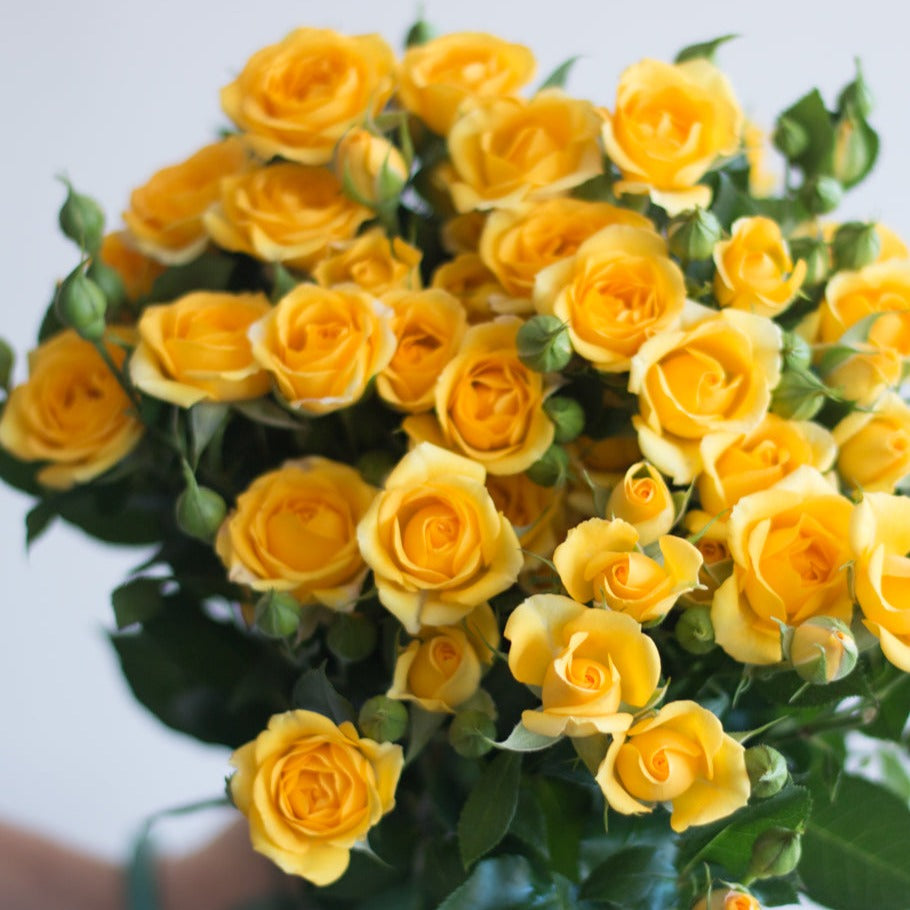 bulk yellow spray roses