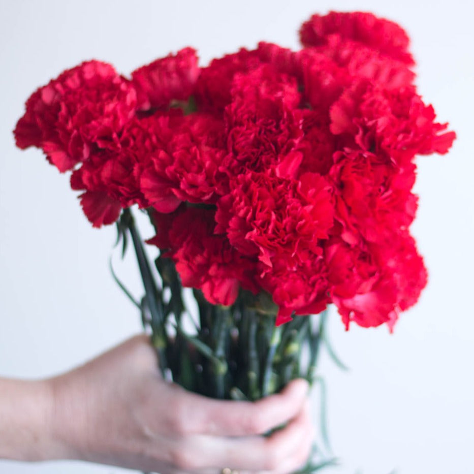 bulk red carnations