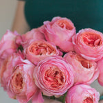 bulk romantic antike garden roses