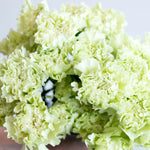 bulk green carnations