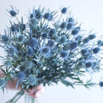 bulk blue thistle eryngium