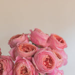 bulk romantic antike garden roses