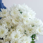 bulk white cushion pom flowers