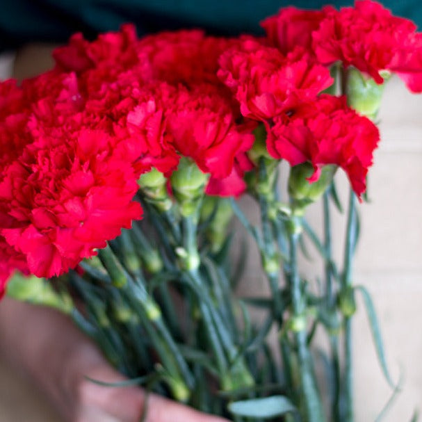 bulk red carnations