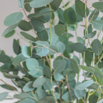 bulk silver dollar eucalyptus greenery