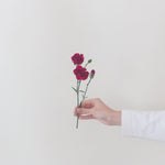 bulk fuchsia mini carnations