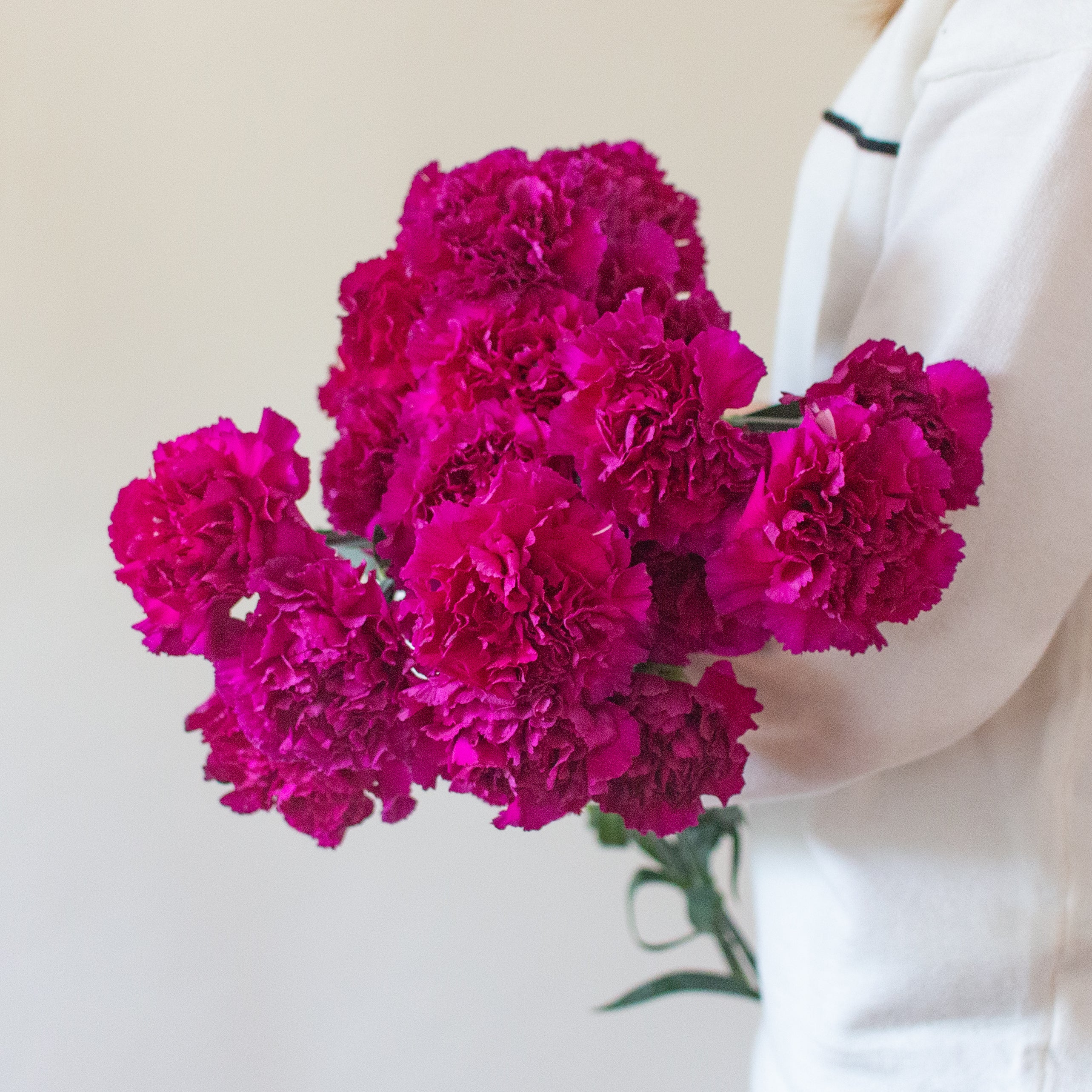 bulk fuchsia carnations