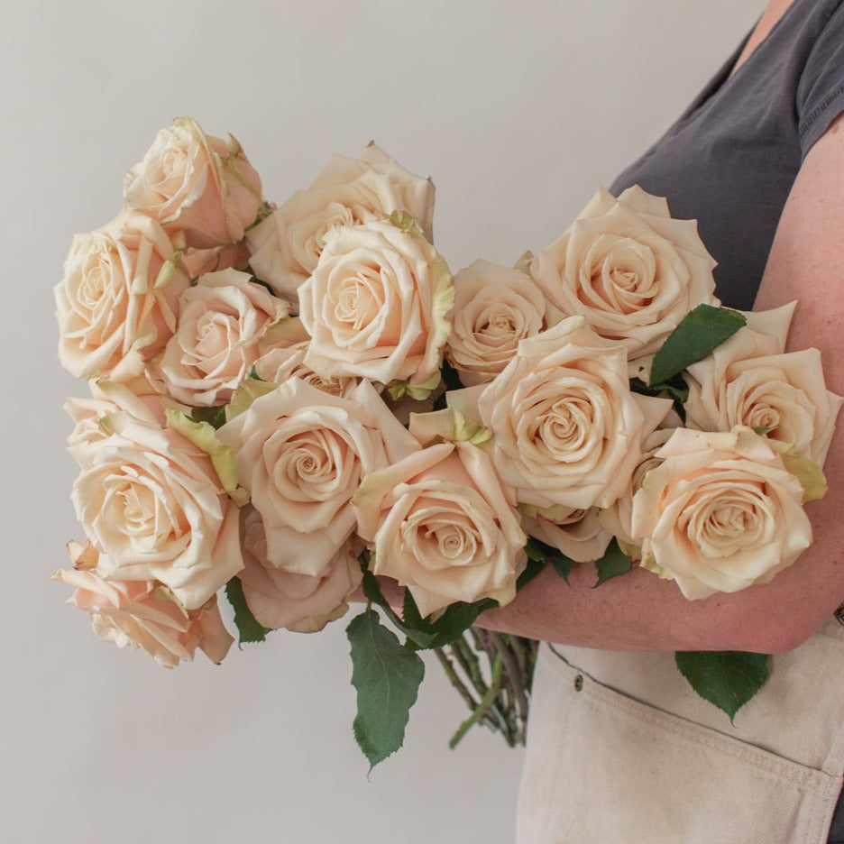 bulk beige roses