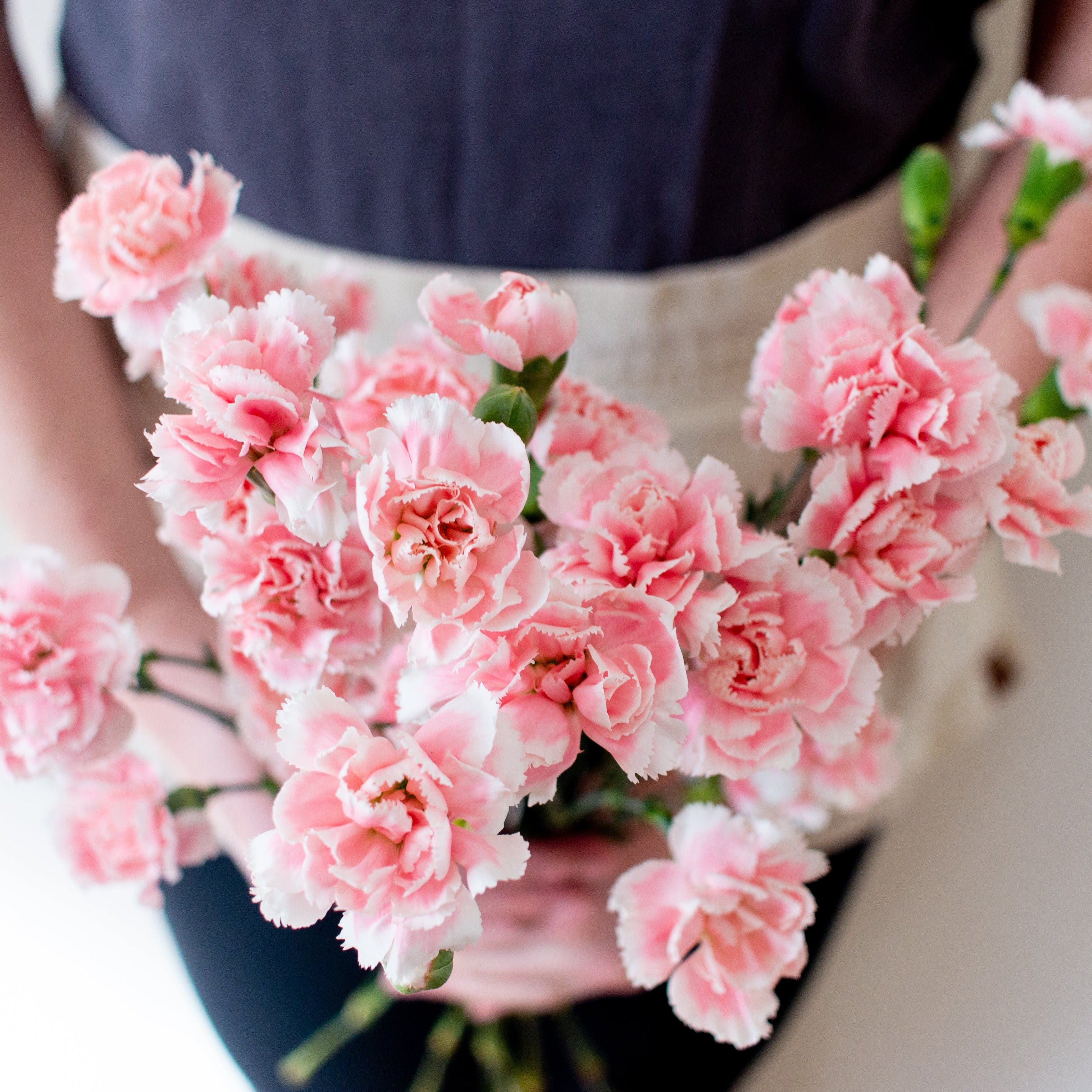 bulk light pink mini carnations